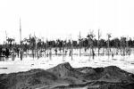 Flooded jungle downstream from the Ok Tedi mine. Courtesy of World Resources Institute